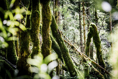 Close-up of tree trunks in forest