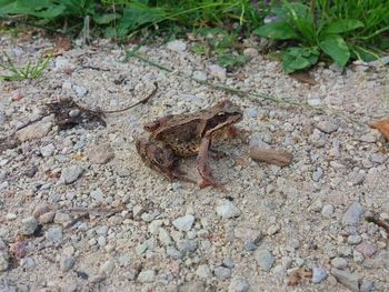 High angle view of insect on field