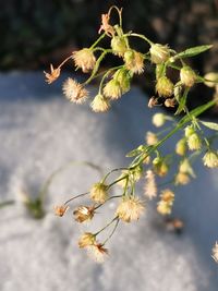 Close-up of cherry blossoms on branch