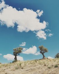 Low angle view of olive trees on field against sky