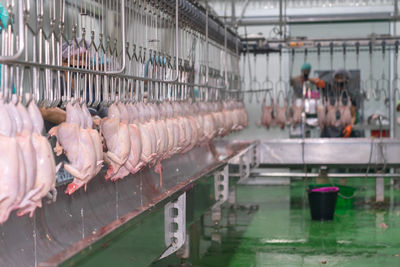 Production process of chicken parts for consumption.