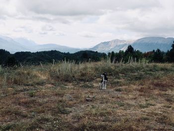 Dog on field against mountain range
