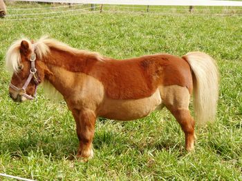 Side view of horse on field