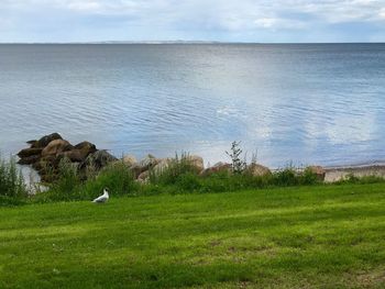 Bird perching on grass by sea against sky
