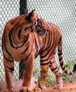 Tiger in cage at zoo