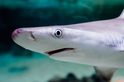 Close-up of fish underwater