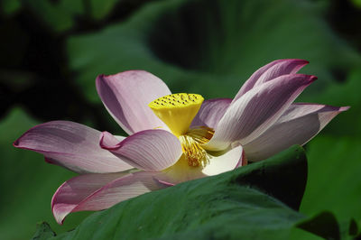 Close-up of pink lily