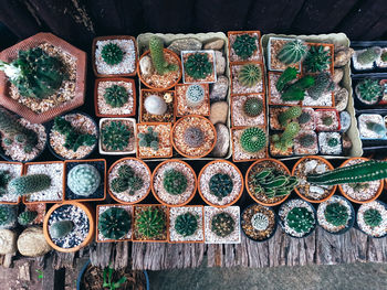 Cactus on wooden background, cactus in pot background