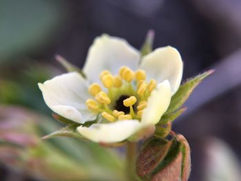 Close-up of flower blooming outdoors