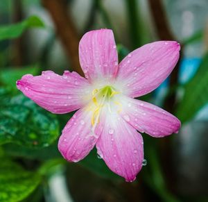 Close-up of wet pink flower