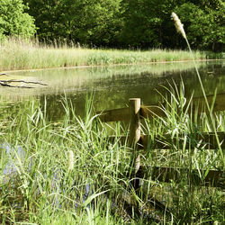 Scenic view of lake