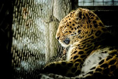 Leopard relaxing in cage at marwell zoo