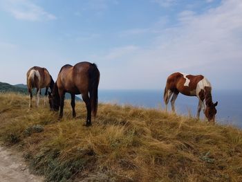 Horses grazing in a field