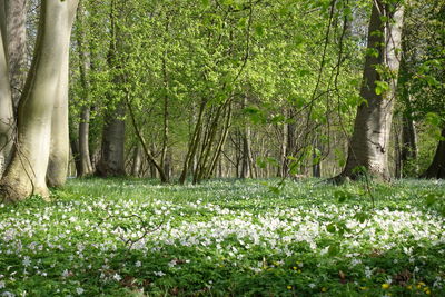 View of flowering plants in forest