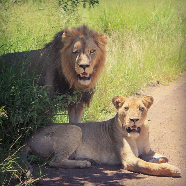 animal themes, mammal, grass, wildlife, animals in the wild, animal family, field, young animal, sitting, relaxation, two animals, togetherness, portrait, nature, looking at camera, outdoors, one animal, day, full length