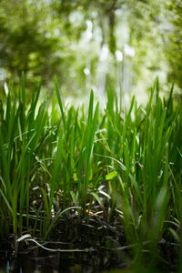 Close-up of grass growing in field