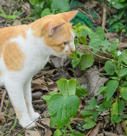 View of a cat on field