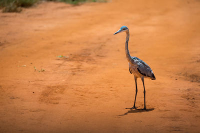 View of a bird on land