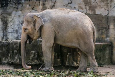 View of elephant in zoo