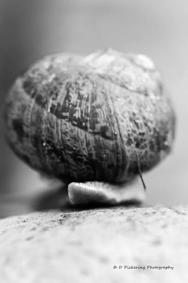close-up, selective focus, focus on foreground, animal shell, animal themes, still life, single object, one animal, no people, day, textured, snail, wildlife, shell, outdoors, text, animals in the wild, nature, seashell, ground