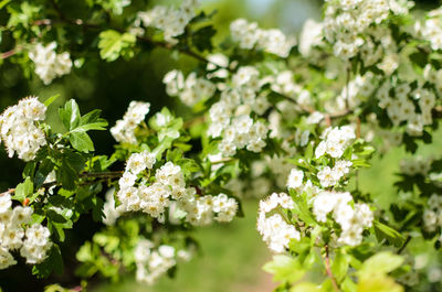 Close-up of white flowering plants