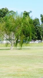 Trees in park