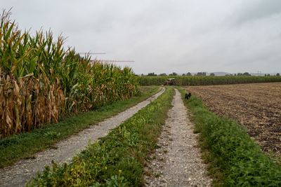 Scenic view of agricultural field with dog against sky