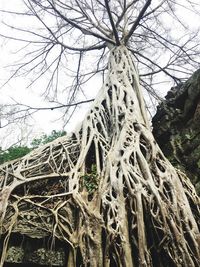 Low angle view of tree roots against sky