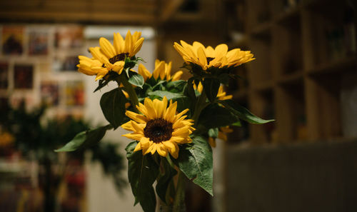 Close-up of yellow sunflowers