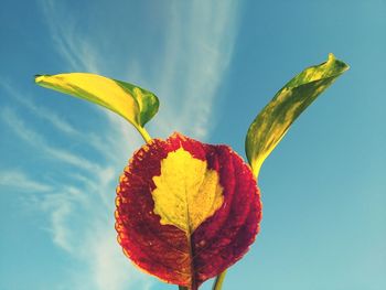 Close-up of yellow flowering plant against sky