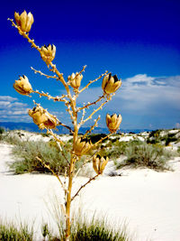 Flowers on landscape against blue sky