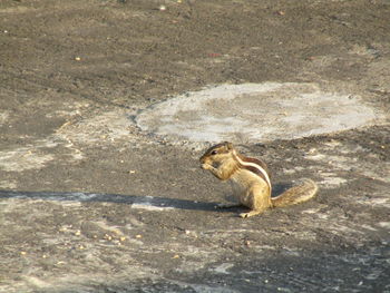 Side view of squirrel sitting on land