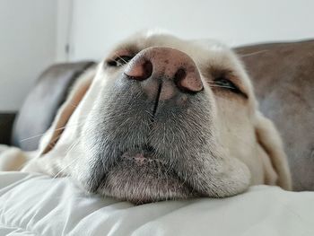Close-up portrait of dog relaxing on bed at home
