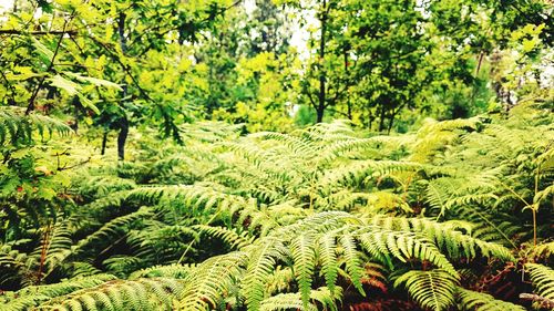 Scenic view of forest