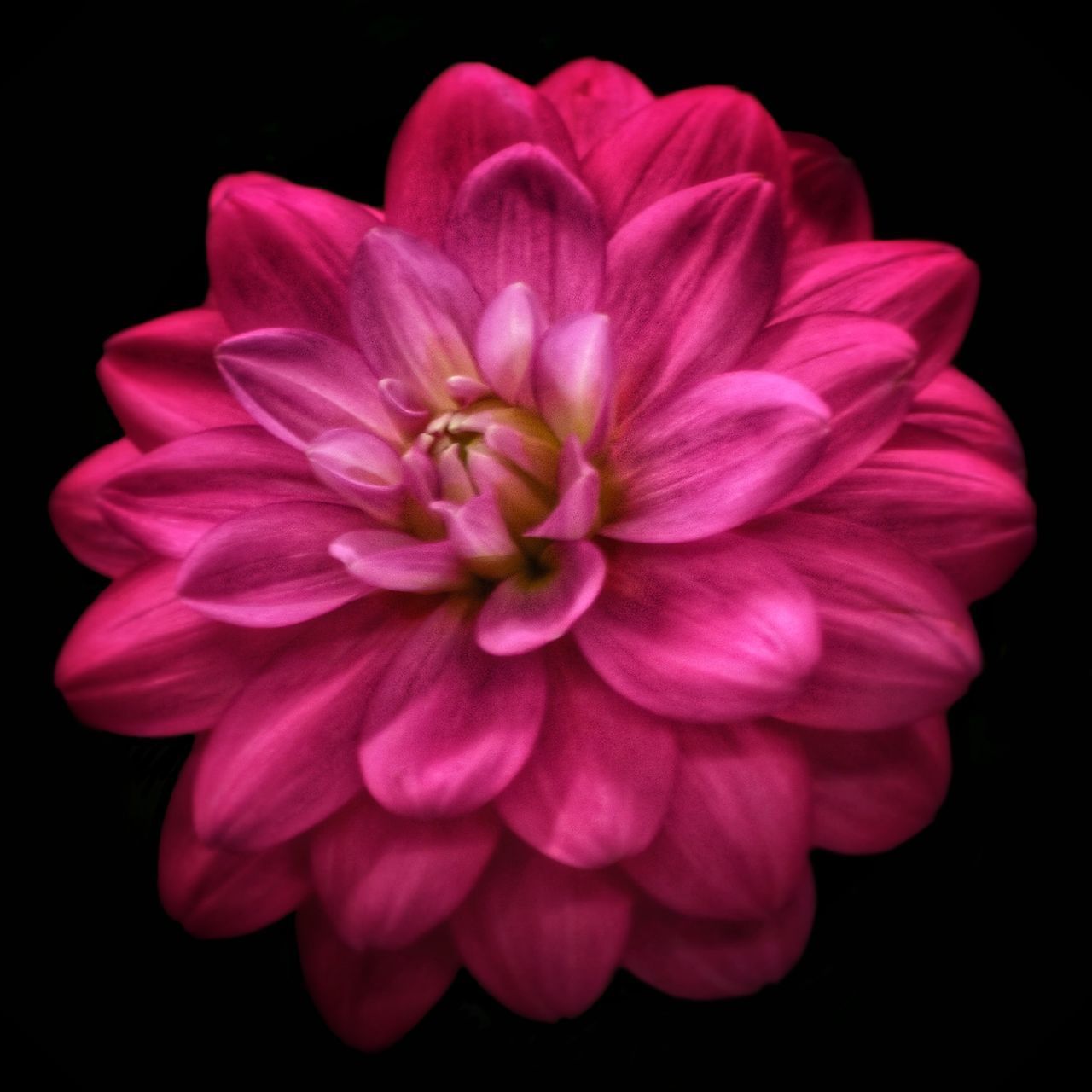 CLOSE-UP OF PINK FLOWER WITH BLACK BACKGROUND