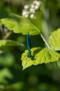 Close-up of insect on leaf