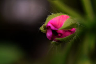 Close-up of pink rose