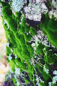 Close-up of moss growing on rock