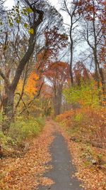 Road amidst trees against sky during autumn