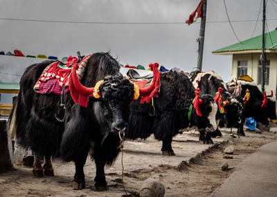 Cows standing on ground