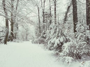 Snow covered trees in forest