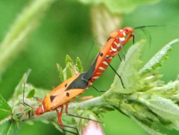 Close-up of insect on leaf