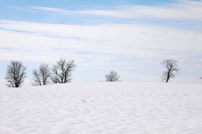 Trees on snow covered field against sky