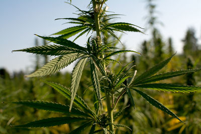 Close-up of pine tree on field against sky