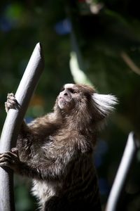 Close-up of monkey looking away