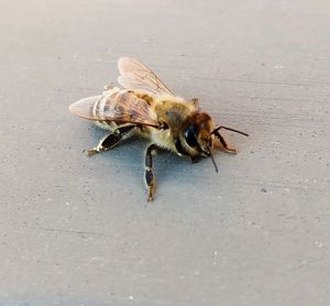 High angle view of bee