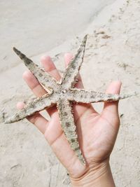 Beautiful starfish