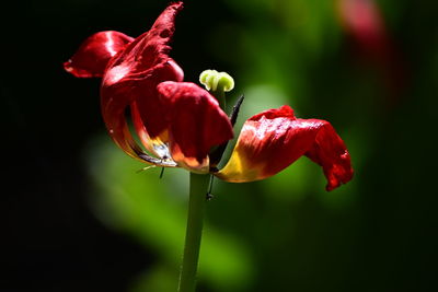 Close-up of red flowering plant