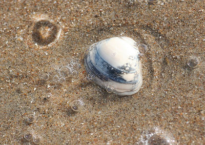 High angle view of abandoned ball on sand