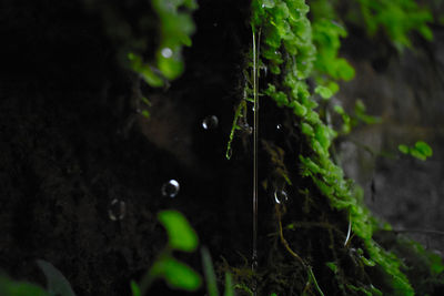 Close-up of water drops on plant